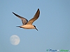 Uccelli charadriiformi 41 - Beccapesci.jpg